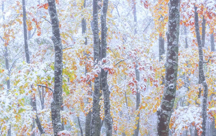 beautiful colors on winter forest