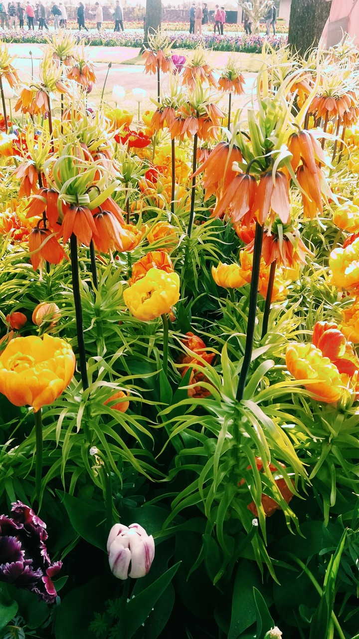 flowers