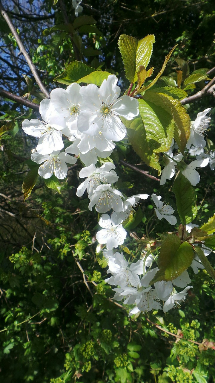 La nature s'éveille
