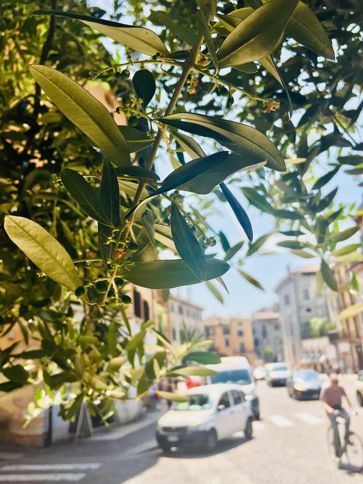 Verona