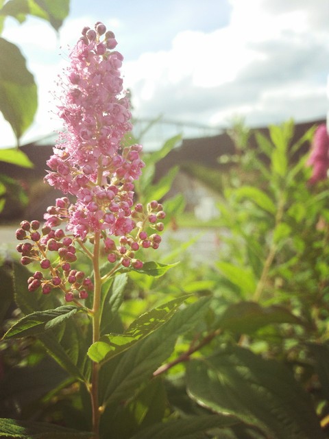 the flowers in city