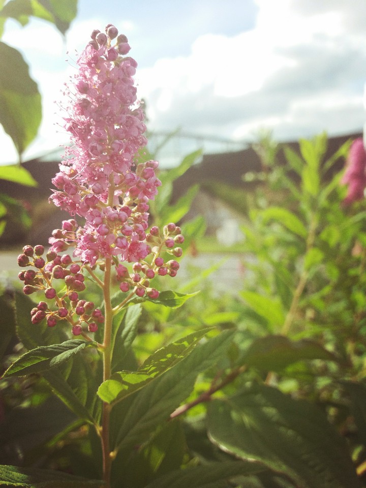 the flowers in city