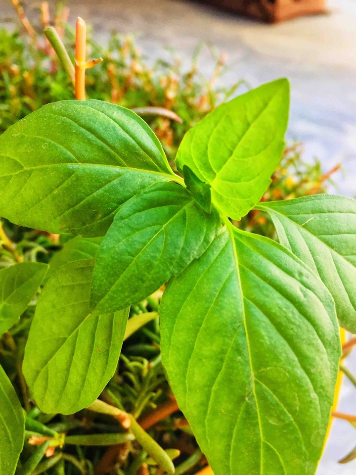 leaffff