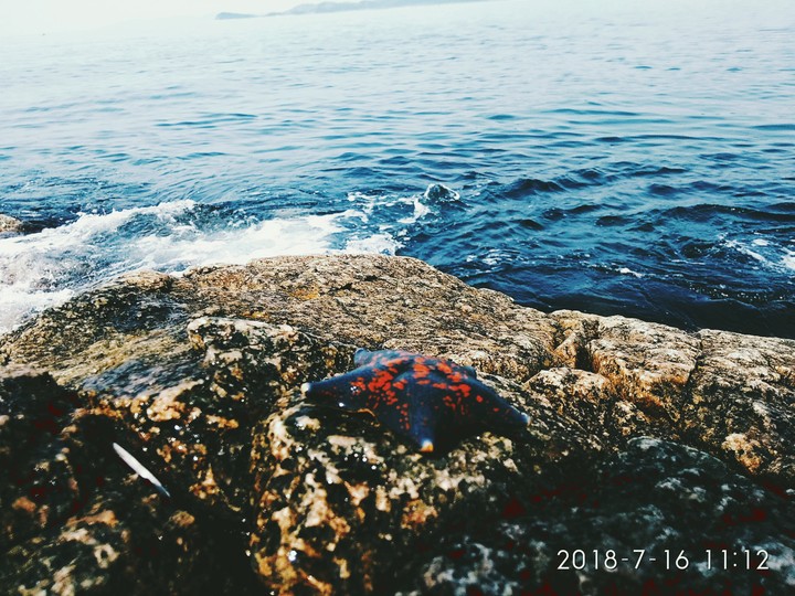 морская звезда