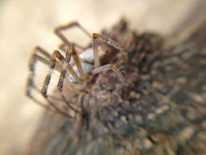 a blur spider.