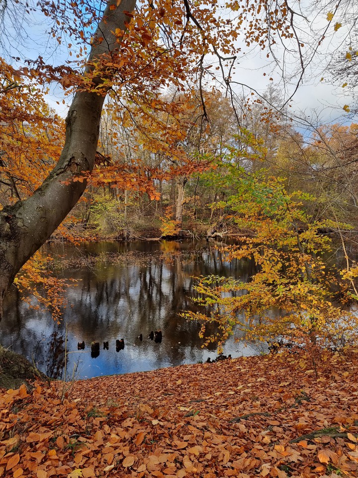 Autumn ? ?
