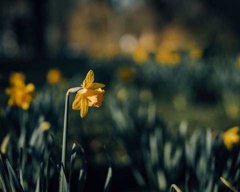 flower field