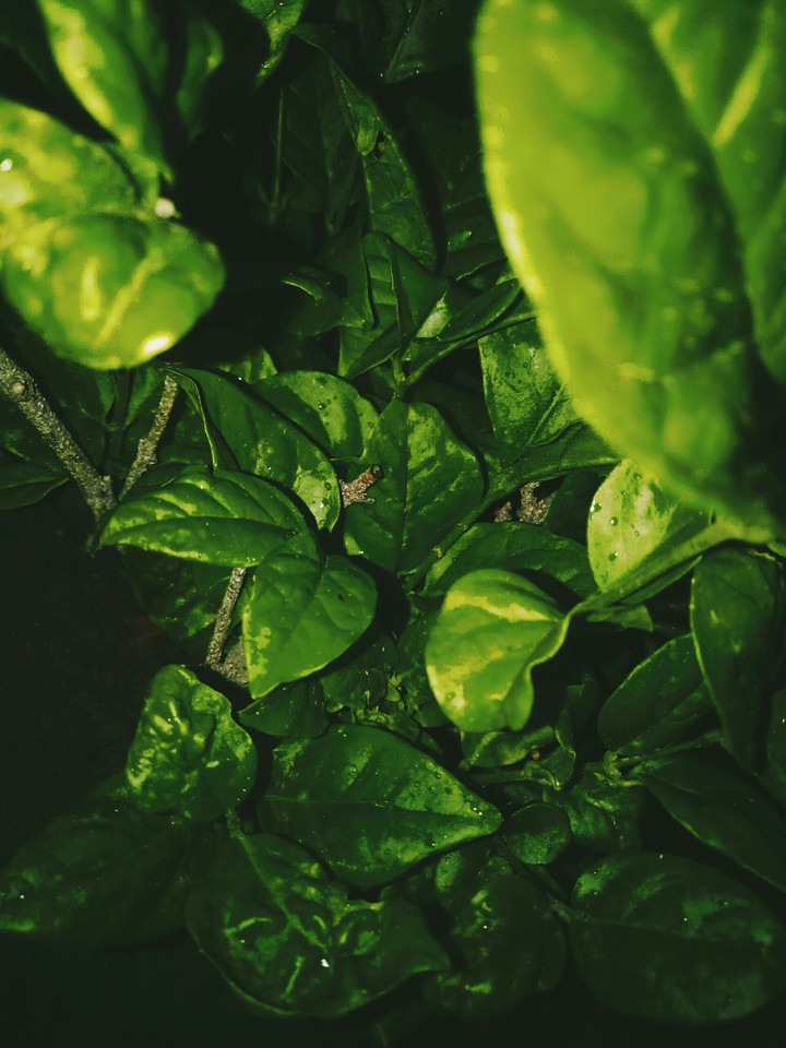 Leaves