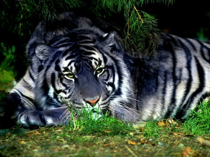 Tigre blu