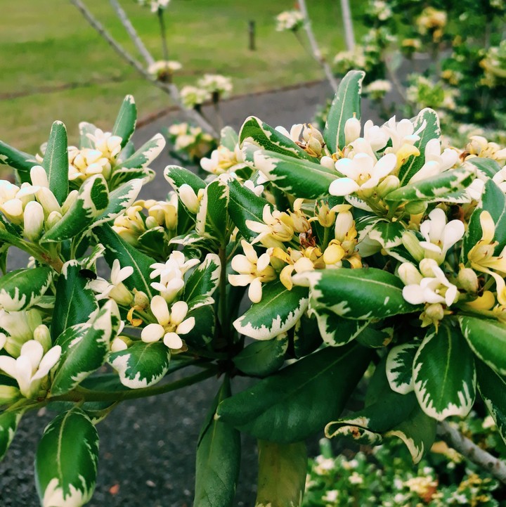 flowers nature