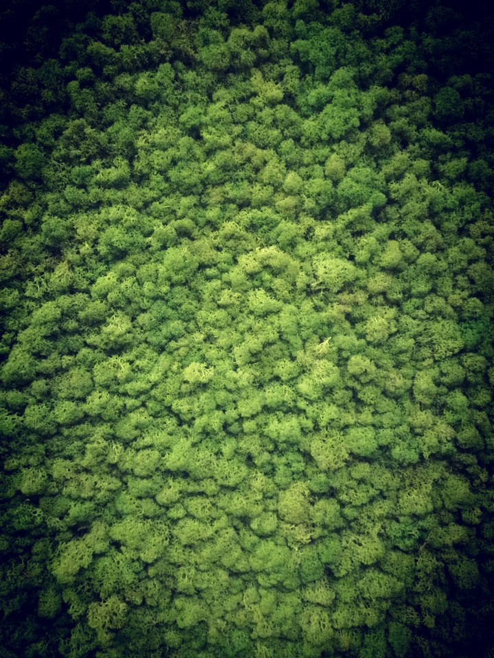 verde