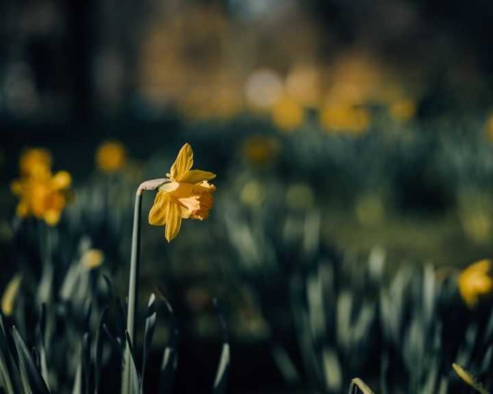 flower field
