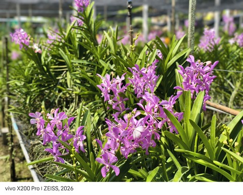 Fresh after rain