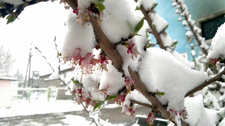Spring