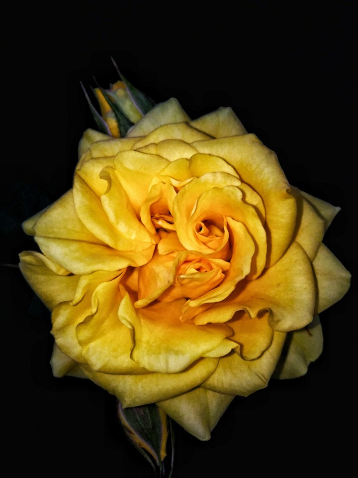 yellow rose