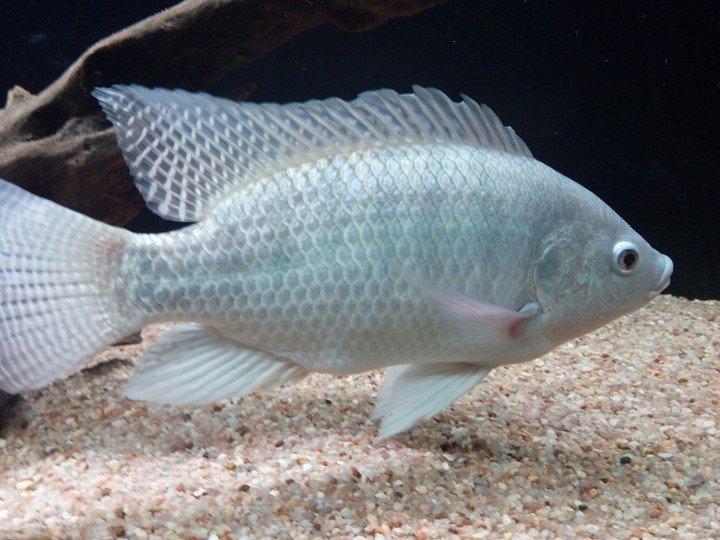 Aquarium