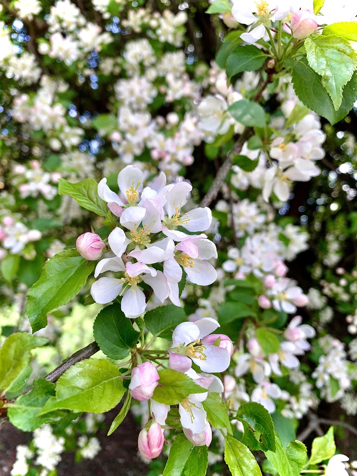 blossom