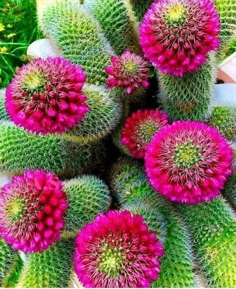 רקעים flower, botany