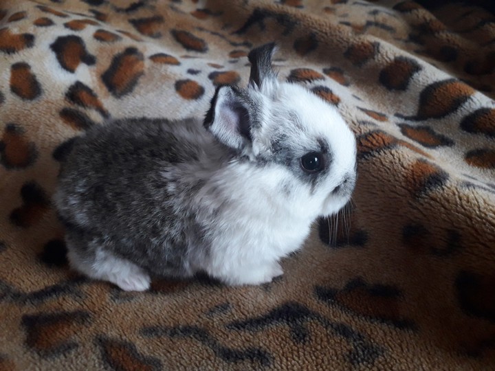 rabbit