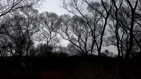 тапети wood, branch