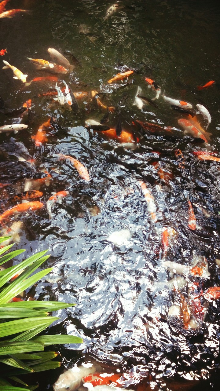 fish