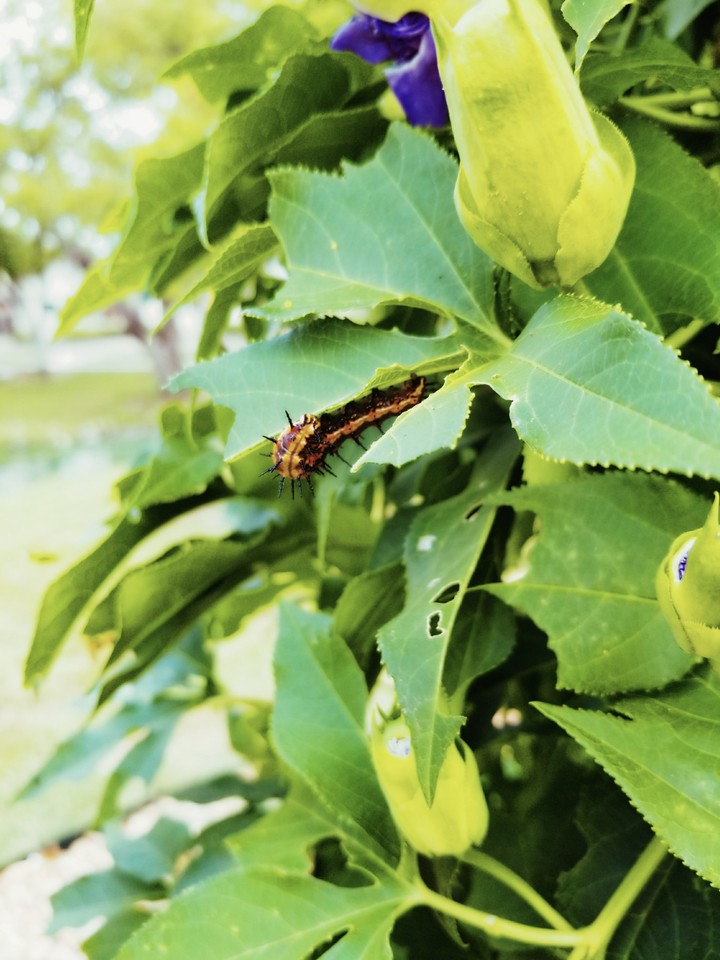 The caterpillar