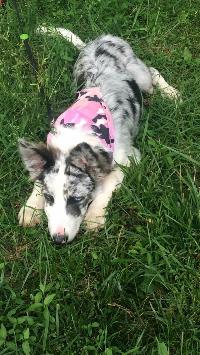 The Border Collie Because There Is No Better Dog