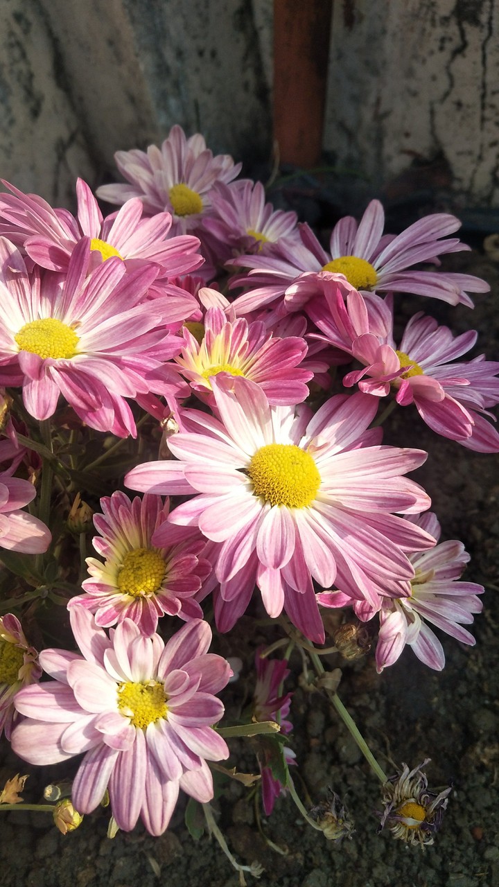 flower