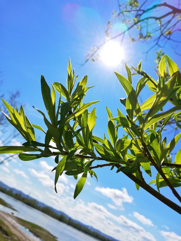 spring