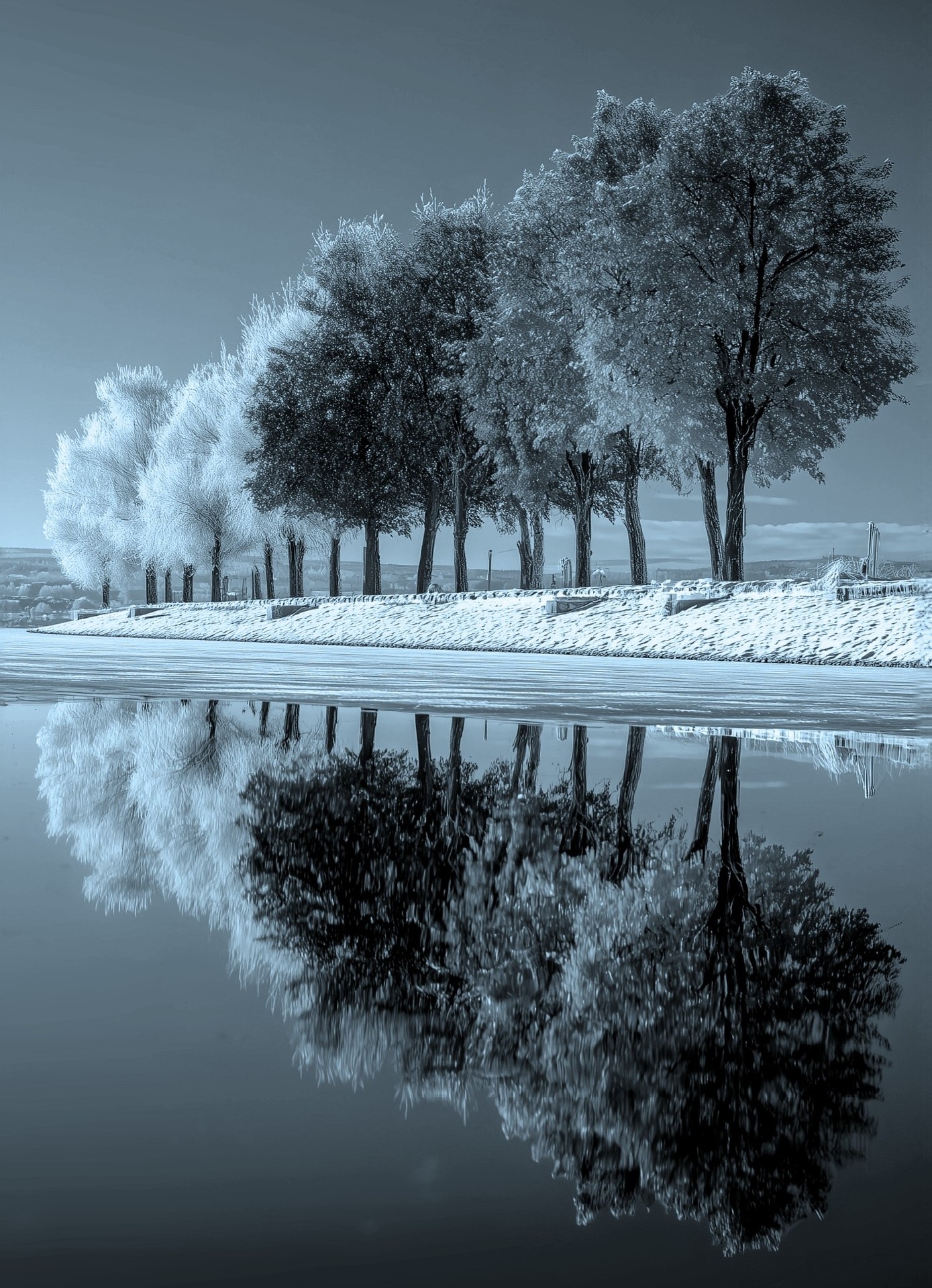 Alberi.