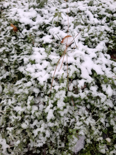 Snow