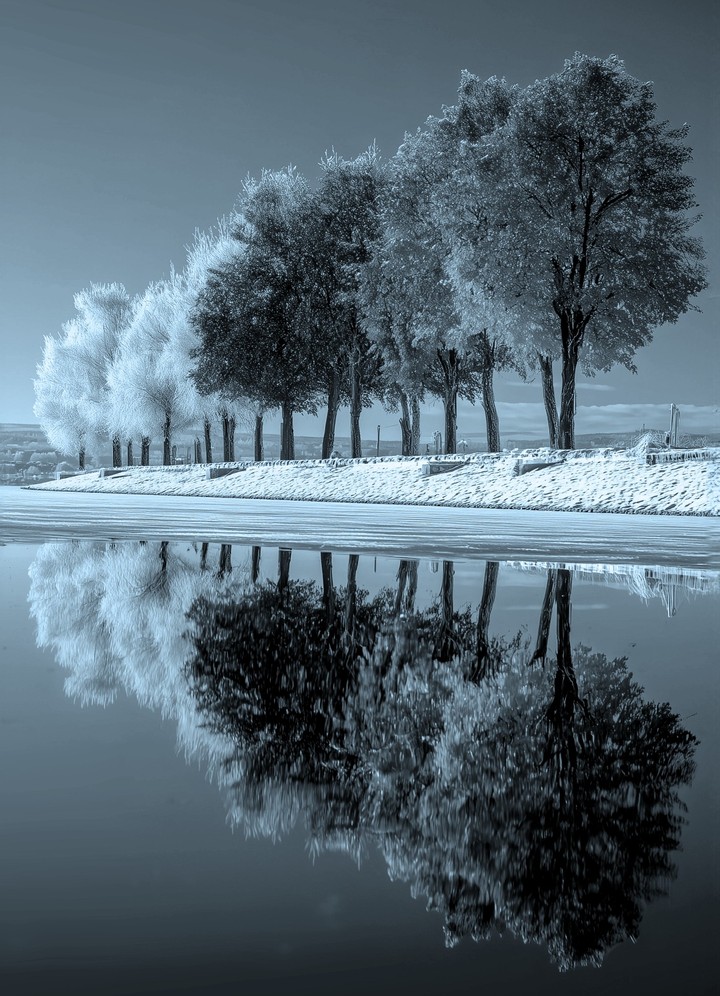 Alberi.