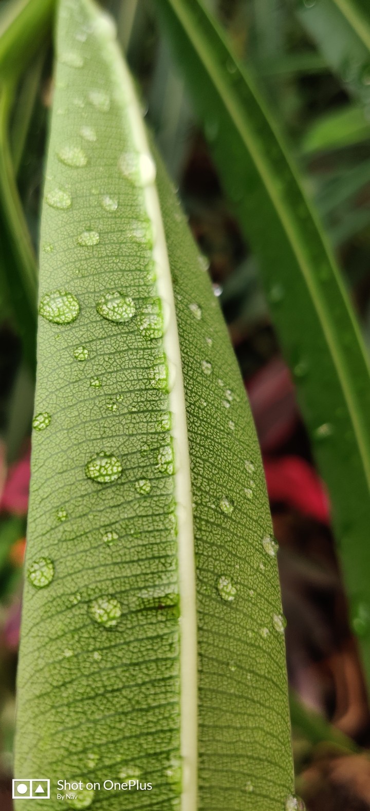 water droplet