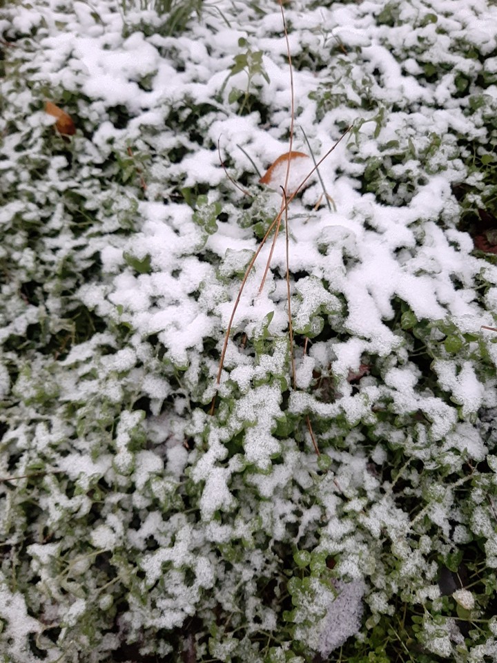 Snow
