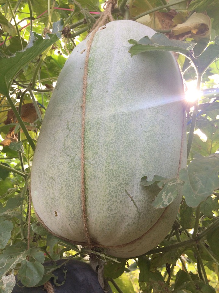 Gourd