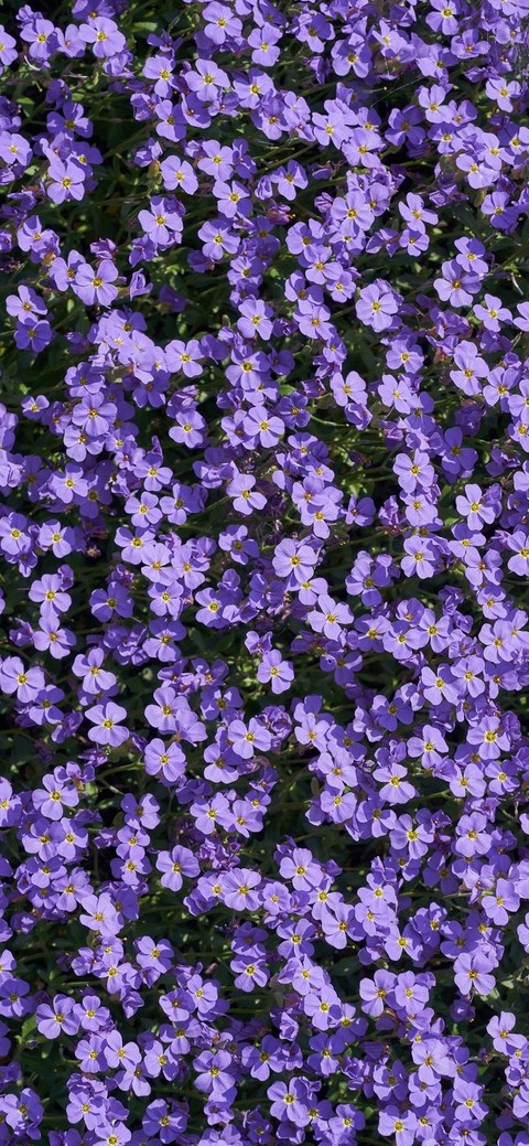 petal, aubrieta wallpapers