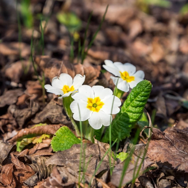 цветочки)