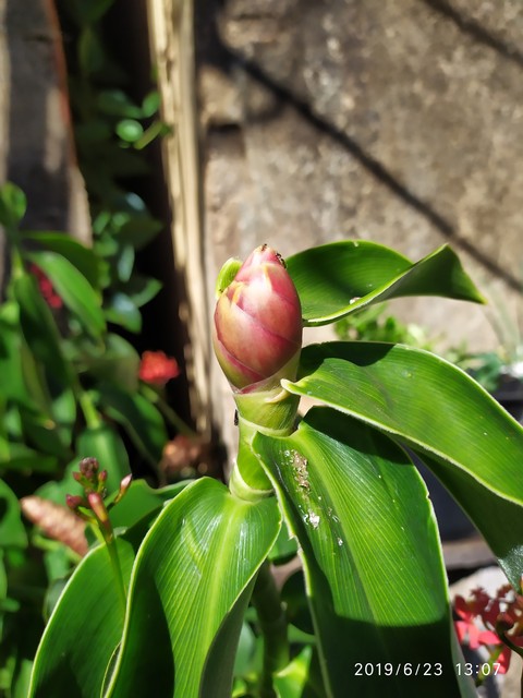 flores da Mariola