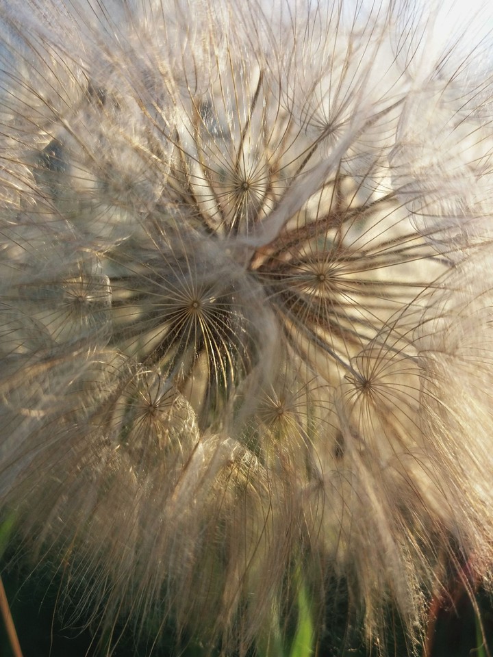 salsify