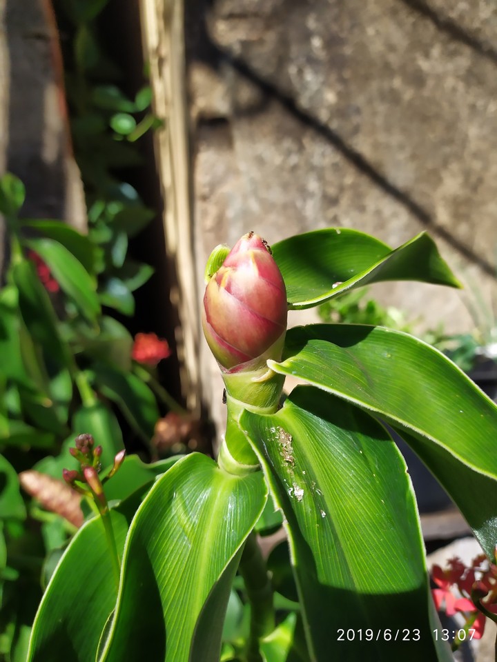 flores da Mariola