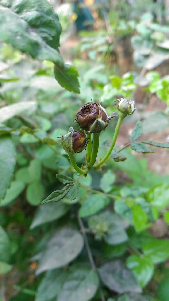 black rose buds