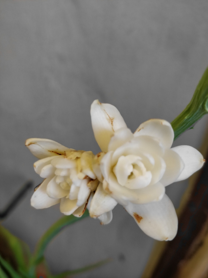 Lillies