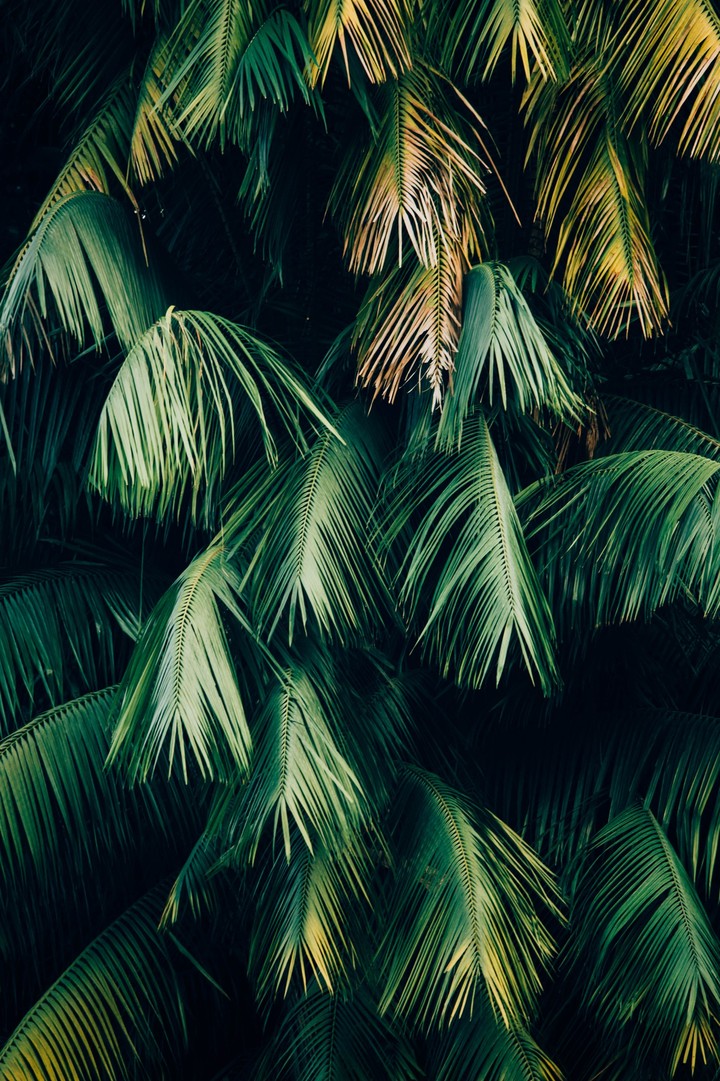 Green Leafs
