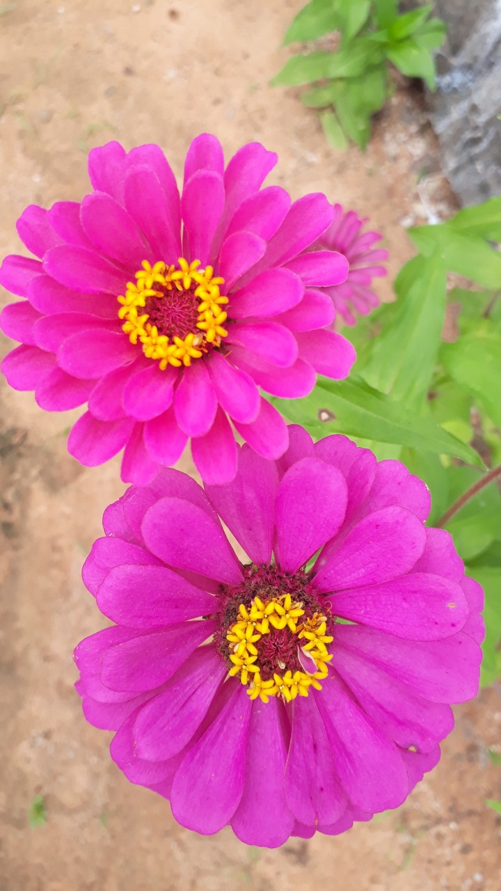 ♡
