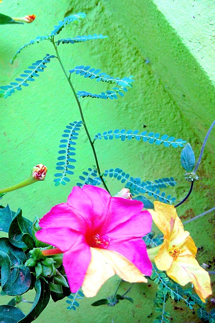 pink flower
