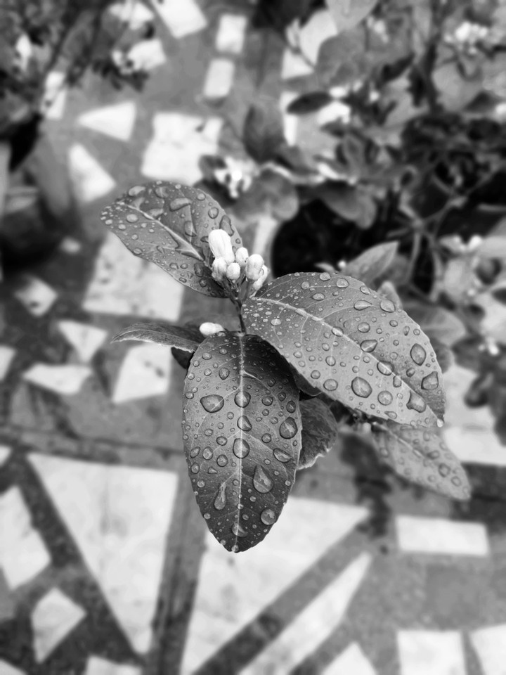 Wet leaves
