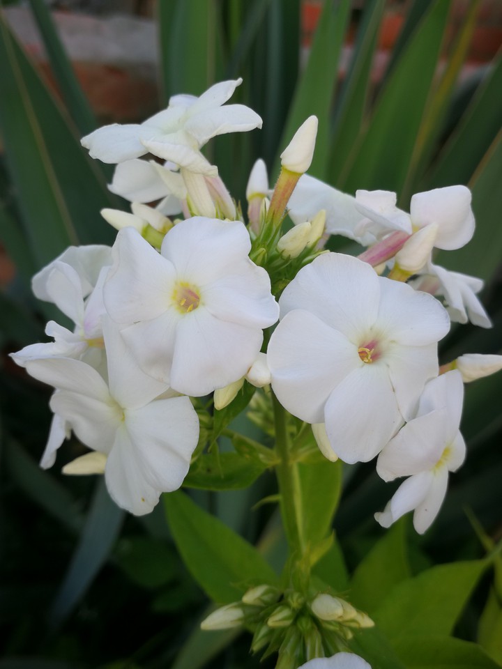white flowers