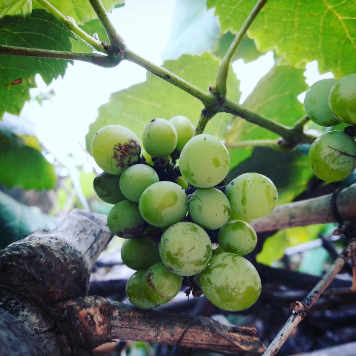 Just click a grape....