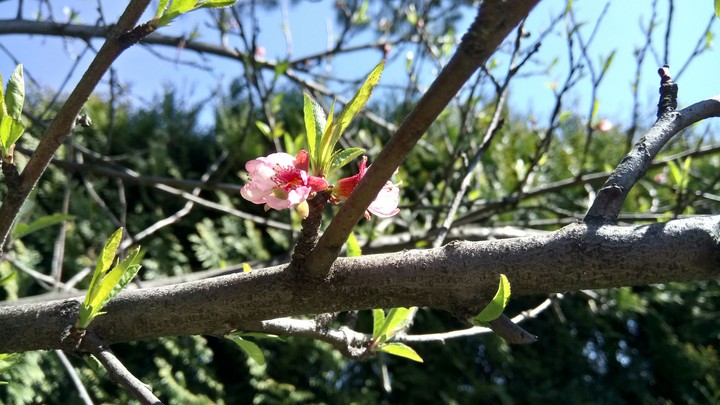 Spring Early