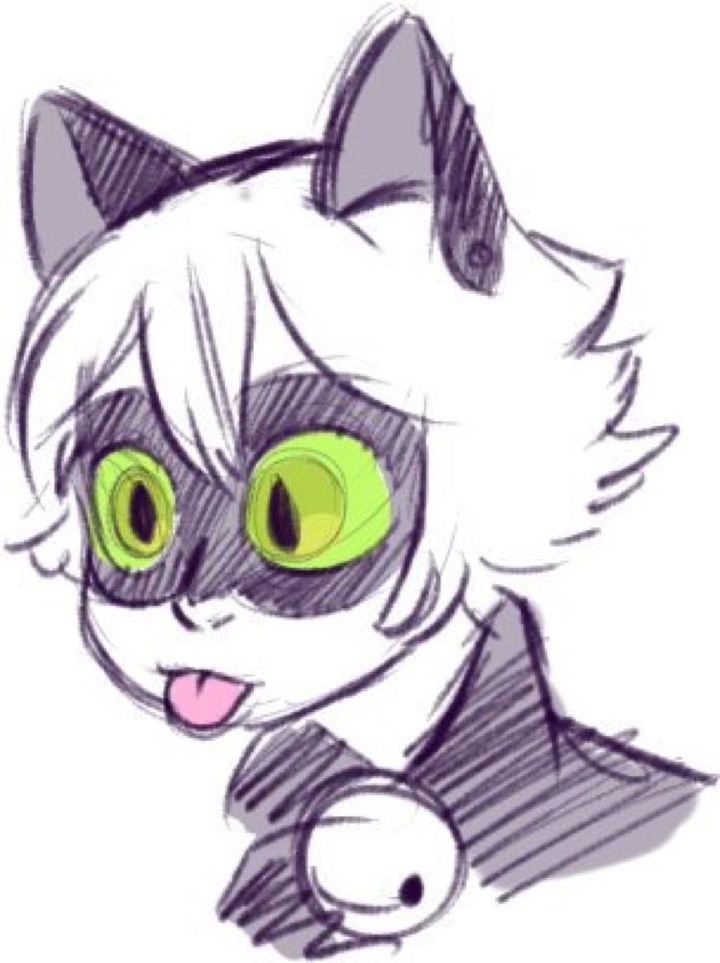 Cat noir